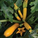 PARYAVARAAN Squash/Zucchini Yellow F1 Hybrid Vegetbales Seeds For Home Gardening (Pack of 10 Seeds)