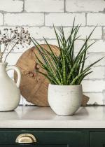 Garden Art Green Livesansevieria Bunlue Torch Snake Plant Fully Rooted Indoor Succulent House Sansevieria Plastic Flower Pots