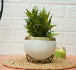 GOLD DUST Metal Planters for Living Room, Designer Pots for Indoor Plants, Succulent Pot, Small Pot for Indoor Plants (White Golden, Pack of 1)