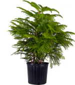 ONLINE PLANT BAZAR CHRISTMAS TREE(PACK OF-1)