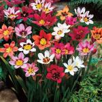 PARYAVARAAN Tritonia - Grow All Season Flower Bulbs - specially for home - Pack of 5 Best bulbs - by PARYAVARAAN