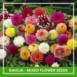 Farmgokart 100 Seed Pack Of DAHLIA - MIXED Flower Seeds