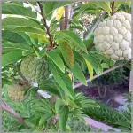 Cloud Farm Healthy Plants Nursery Garden Annona Squamosa, Sita Phal (Grafted) - Plant Sugar Apple, Custard apple, Sita Phal, Sharifa, CF_N30