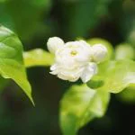 Cloud Farm Hybrid Arabian Double Petal Jasmine Plant - 200 mm CF217199