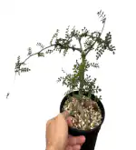 Studio Seed Operculicarya Decaryi Plant Succulent Live Plant