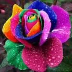 Cloud Farm Special Hybrid Rainbow Colour Rose Plant, 1 Healthy Plant (Pack Of 1),CF_R75