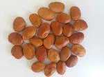 Green India Pongan Oil Tree Seeds - Without Pod (Pongamia Pinnata)_100 gm