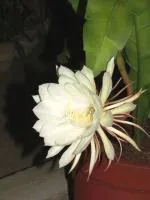 Plantzoin Brahma kamal Brahma kamala Saussurea obvallata Bramha kamala Live Plant (One Healthy Leaf)