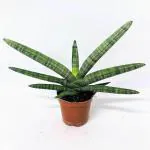 INDIAN FLORA : Sansevieria Cylindrica Boncel , Snake Plant , Natural Live Plant , Plastic Pot , Air Purifying , Home Decor Plant ,