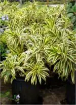 Sanjay Garden Plant Song Of India Indoor And Outdoor Plant