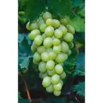 Cloud Farm Sweet Seedless Grapes Round Angur Hybrid Grafted Healthy Fruit Plant Huge Productivity Green(Pack of 1),CF_N114