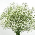 HARITADHARA Gypsophila White Flower Seeds 30 Each Pkt Winter Special For Home Gardening Multi-Qty Packs (2 PKT