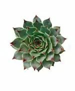 MVM e-comerce Succulent Plant Echeveria Big Size