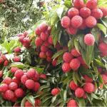 Online Plant Bazar Red Litchi China-3 Grafted Live Plant-Lc01