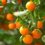 Cloud Farm Healthy Darjeeling Orange Healthy Plant Healthy Grafted Hybrid Plant Pack of 1 CF_1483
