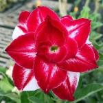Cloud Farm Hybrid Adenium Plant- 200 mm CF1020