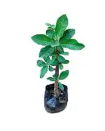 Sumit Greenery Sugar Free Live Organic Stevia Leaves plant | for Medicine/Medical Needs Pack Of 1