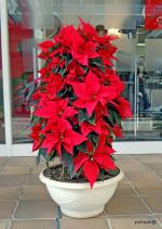 PUNARVA Poinsettia Hybrid Plant - 150 Mm