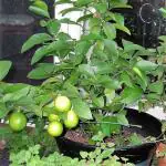 Oxygreenplant kolkata patti lemon,Nimbu, Lime, Lebu, Limon Air Layering Grafted Healthy Live Plant