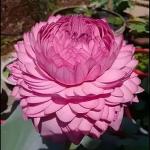 RISHIKA PLANT HOUSE - Ultimated Thousand Petal Lotus Live Plant (TUBER) Orginal Variety Guarante Blooming With in 30 Days Big Hybrid Water Lily For Out Door And In Door Plant(1000 Petal)