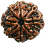 Shivoham Wooden 8 Mukhi Rudraksha