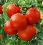 Green World Drought Tolerant Pusa Ruby Tomato 50 Seed