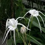 Kapebonavista Hymenocallis littoralis Beach Spider Lily Plant