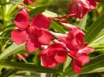 Cloud Farm Hybrid Oleander Plant - 200 mm CF_A372