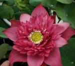 Indian Gardens Lotus Live Plant Rare Si Thong Shaui
