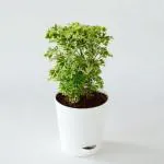 Online Plant Bazar Multicolor Variegated Aralia Live Plant-V2