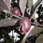 The Entacloo Guava Plant_Guava plany gbuj pai(x182