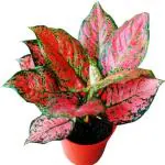 Garden Art Aglaonema Red Valentine Indoor Evergreen Healthy Live Plants with 5 inch Pot