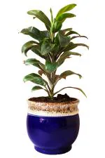 Rolling Nature Air Purifying Dracena Compacta Plant in Blue Drip Glazed Pitcher Ceramic Pot