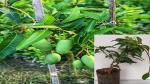 Corofitam Mango Plant VVJ1- Live Mango plant