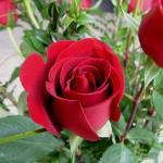 Selpline Climbing Red Rose Courtyard Flower Seeds For Home Garden Plant - Red Live Plant