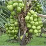 Cloud Farm High Yield Hybrid Rare Coconut Healthy Plant - Qualitative Hybrid Healthy Plant Kerala Coconut Tree Plant (Dwarf Coconut Plant), CF_N21
