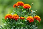 India Gardening African Marigold Mixed flower seeds