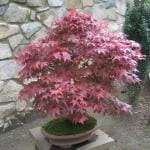 NooElec Seeds India 35 Seeds- Redleaf Maple Acer Tree Seeds - Grow Indoor & Outdoor - All Seasons Bonsai Plant Seeds
