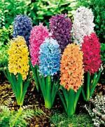 PARYAVARAAN Bulbs Hyacinth Flower Bulbs