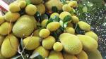 Online Plant Bazar Orange All Time Jackfruit Live Plant