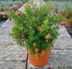 Cloud Farm Hybrid Kazake Pomegranate Plant - 200 mm CF1020