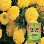 Trustbasket Yellow Open Pollinated Marigold Yellow Seeds (1)