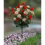 Cloud Farm Healthy Multicolor Hybrid Big Size Rose Plant With flower Pack Of 1 Healthy Grafted Rose Plant CF_07