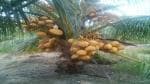 The Entacloo Coconut Plant KHU92