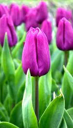 Kraft Seeds Purple Tulip Exotic Flower Bulb (Pack of 4)