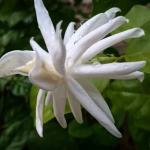 Cloud Farm Arabian Jasmine Double Petal Healthy Flower Plant CF[3939099]