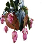 Ashokavanam Medinilla Magnifica (Rose Grape Indoor Flower) small Plant