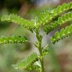 Hug A Plant Keezharnelli / Gale of the wind (Phyllanthus niruri) Ornamental/Medicinal/ Live Plant (Home & Garden)