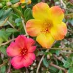 Cloud Farm Hybrid Mixed Healthy Portulaca Plant - 200 mm CF201301111