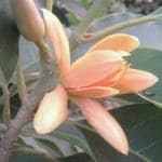 Cloud Farm Hybrid and Swarna Champa Michelia Golden Champa Plant - 200 mm CF15